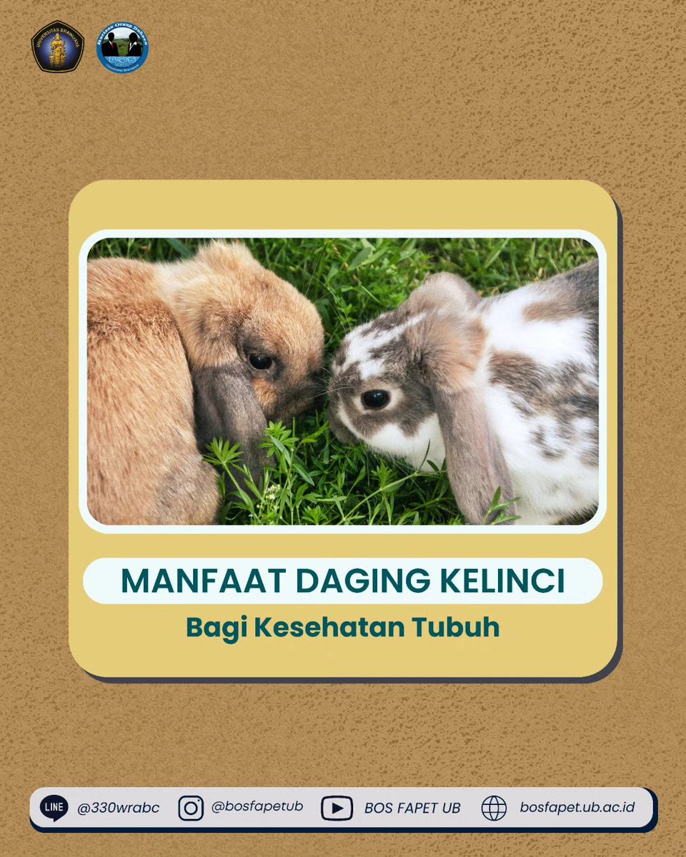 bosfapetub's tweet photo. [MANFAAT DAGING KELINCI]

Kelinci merupakan ternak kecil atau nonruminansia yang memiliki fisik yang lucu dan digemari oleh semua kalangan. Ternyata dibalik fisiknya yang lucu, kelinci memiliki daging yang kaya akan manfaat loh. Adapun manfaat dari daging kelinci adalah : https://t.co/7MQ5e2QEtj