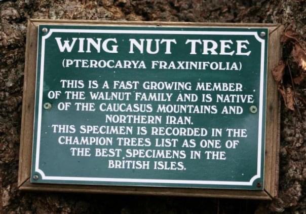 jcbowman's tweet image. Now you know where they come from… #wingnuts