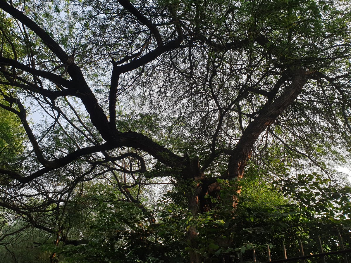 shubhrata_p's tweet photo. The temperatures, they are a-dippin' 🎶

The air, there's a nip in 🎶

#Delhi #Delhiweather #Delhiwinter 
#MondayMood https://t.co/JTZbZt7j6O