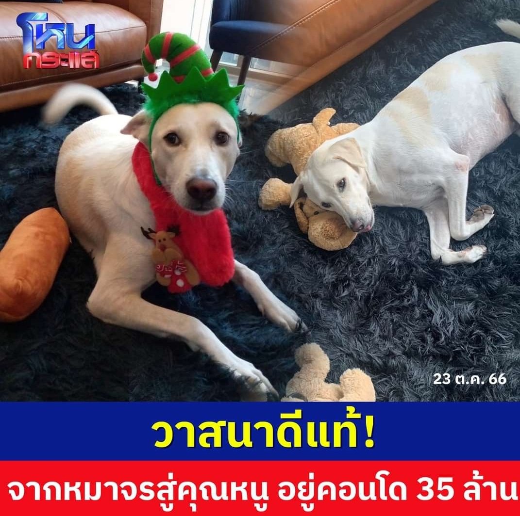 TarotYouuuu's tweet image. น้องหมาที่อยู่บนคอนโด 35 ล้าน ชื่อว่าน้องดิ๊กกี้ครับ น้องเป็นหมาจร แม่ของน้องถูกรถชนเสียชีวิต พี่น้องถูกวางยาเบื่อ ทำให้เหลือน้องตัวเดียว เจ้าของห้องจึงรับเลี้ยงไว้ น้องอาจไม่ได้อยู่กับแม่และพี่น้อง แต่น้องจะมีคนที่รักตลอดไป ขอให้มีความสุขมากๆนะครับ