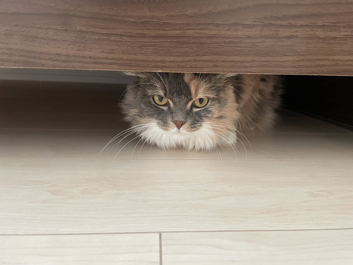 nico25sco's tweet photo. 来客時の定位置

#猫 #猫好きさんと繋がりたい https://t.co/9Xdtfj73dG