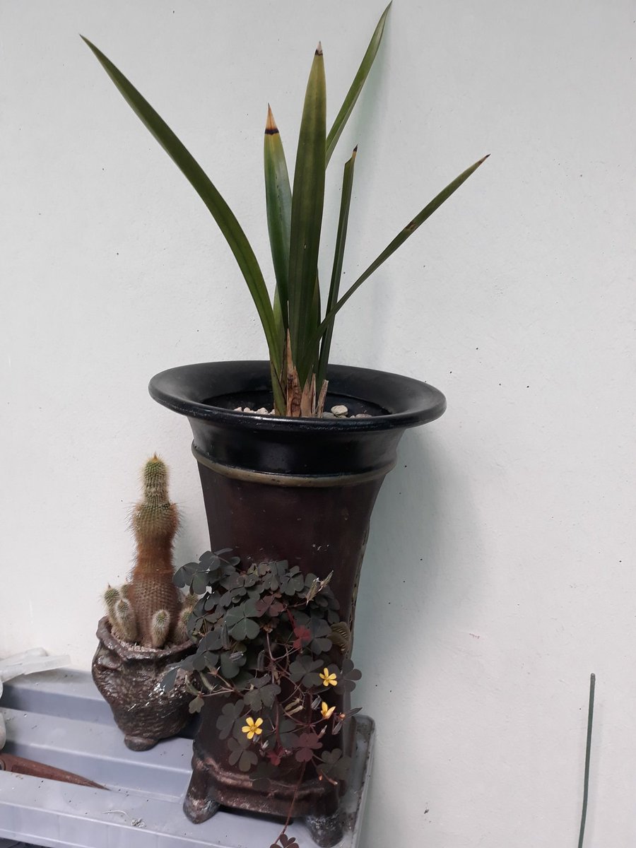 공생하는 사랑초
그럐도 예쁘다