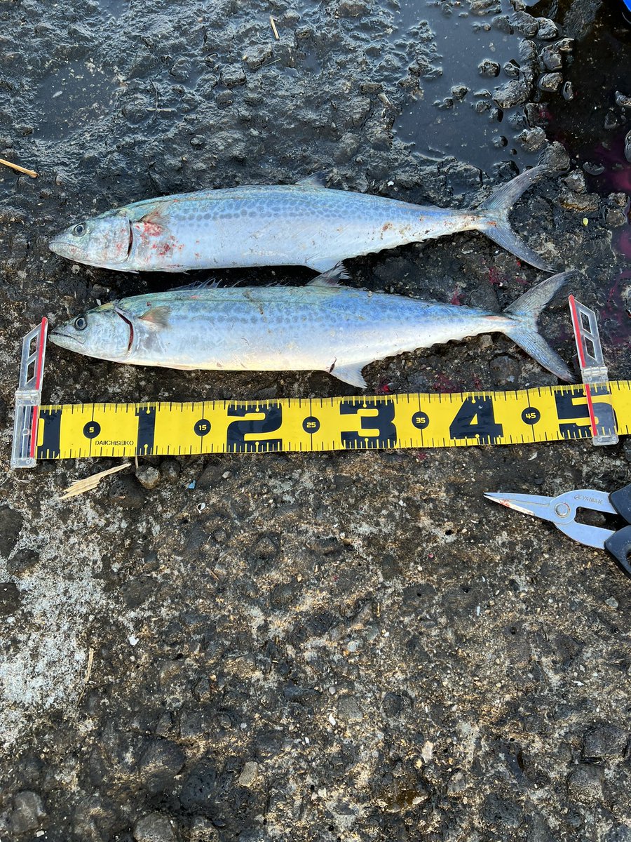 hirosantarou's tweet photo. メジった🎣
サゴった🎣
BIGBACKER最高👍
#武庫川一文字
#BIGBACKER https://t.co/1dRaU3io4y