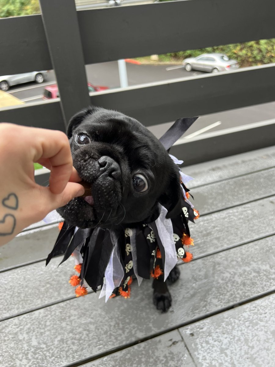 Rileyjgraham12's tweet photo. You can’t tell me I don’t have the cutest dog EVER 🥲🥹 https://t.co/r2dUx6iSWz