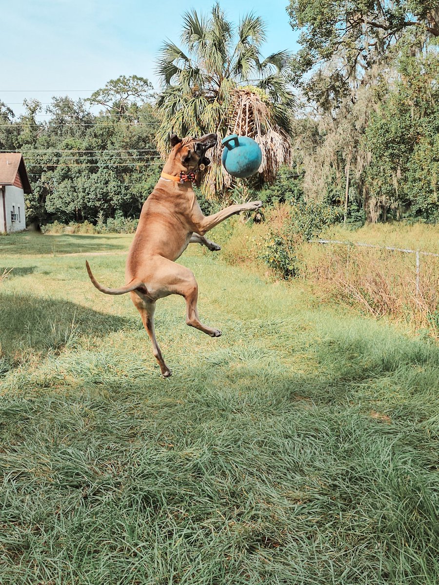 FergusGreatDane's tweet photo. Fun day playing outside w/Momma at the shop while Daddy worked on a tractor 🚜. Playing ball #bounceliketigger , watching lizards 🦎 from perch on trailer, turning #lizardhunting into an opp for #glamourshots & ... https://t.co/GNbdYjXaNd