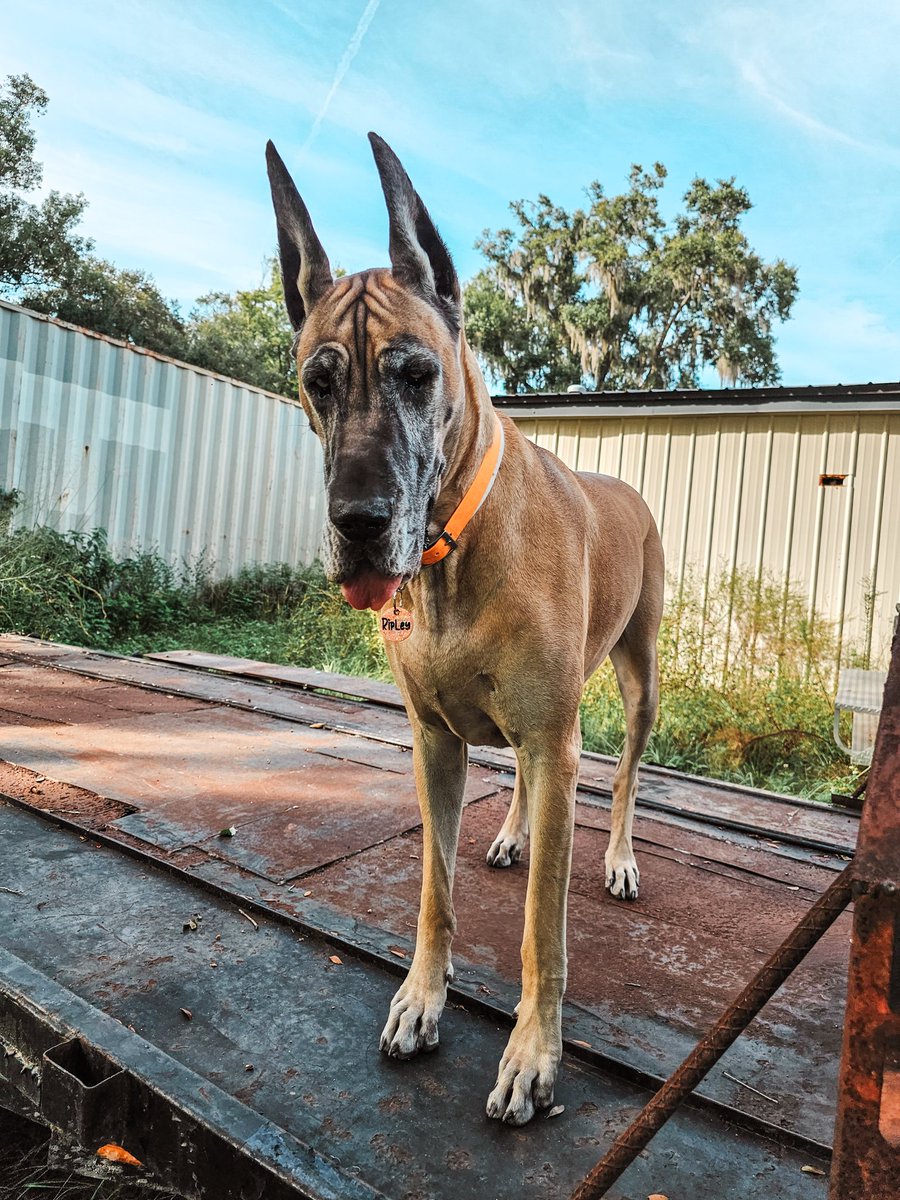 FergusGreatDane's tweet photo. Fun day playing outside w/Momma at the shop while Daddy worked on a tractor 🚜. Playing ball #bounceliketigger , watching lizards 🦎 from perch on trailer, turning #lizardhunting into an opp for #glamourshots & ... https://t.co/GNbdYjXaNd