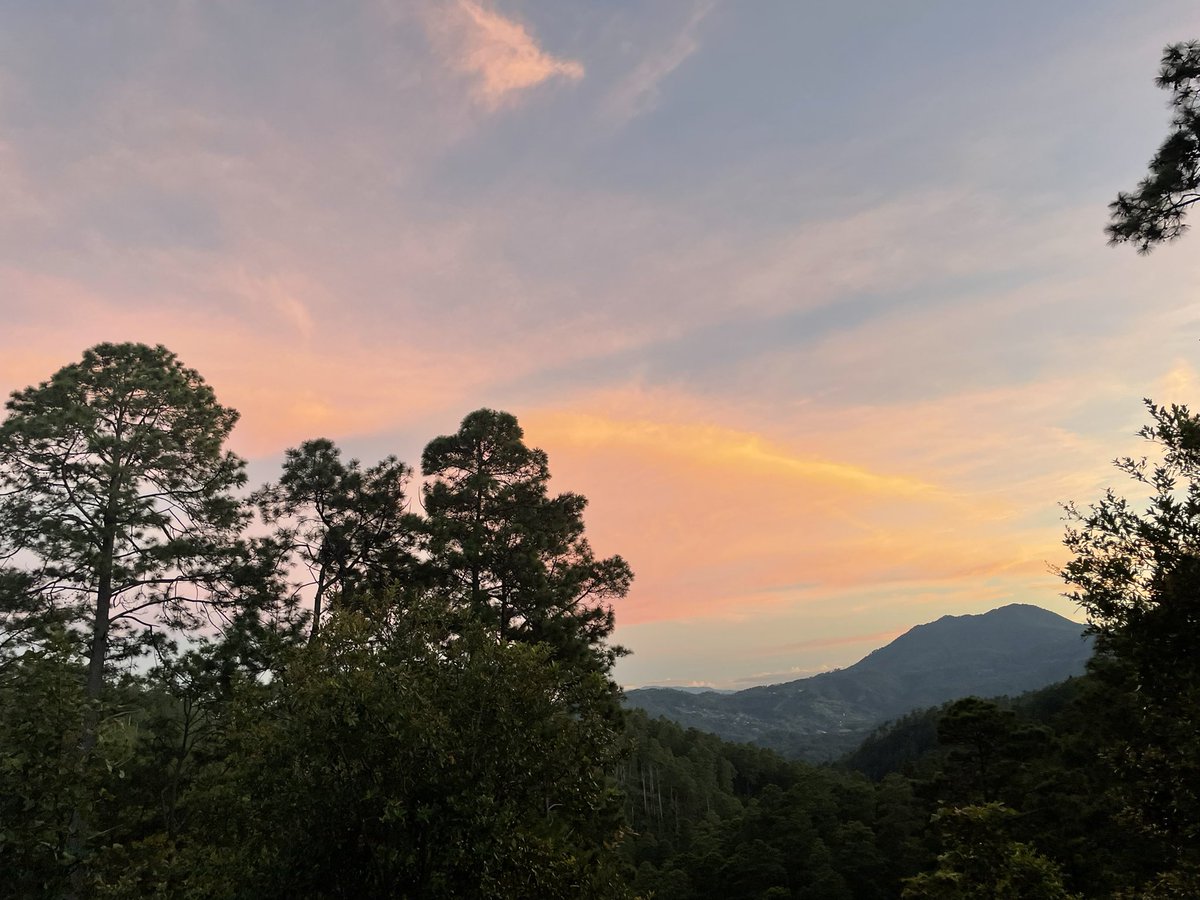 LidiaFromm's tweet photo. Forest, moon &amp; sunset: utmost beauty https://t.co/Bn3Q6i9mtw