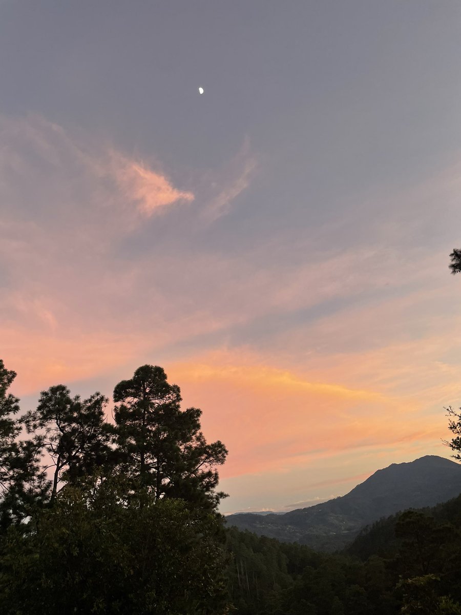 LidiaFromm's tweet photo. Forest, moon &amp; sunset: utmost beauty https://t.co/Bn3Q6i9mtw