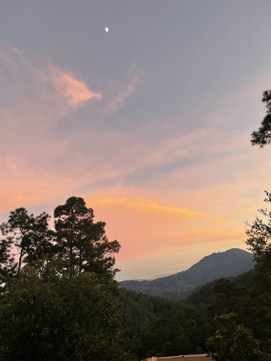 LidiaFromm's tweet photo. Forest, moon &amp; sunset: utmost beauty https://t.co/Bn3Q6i9mtw