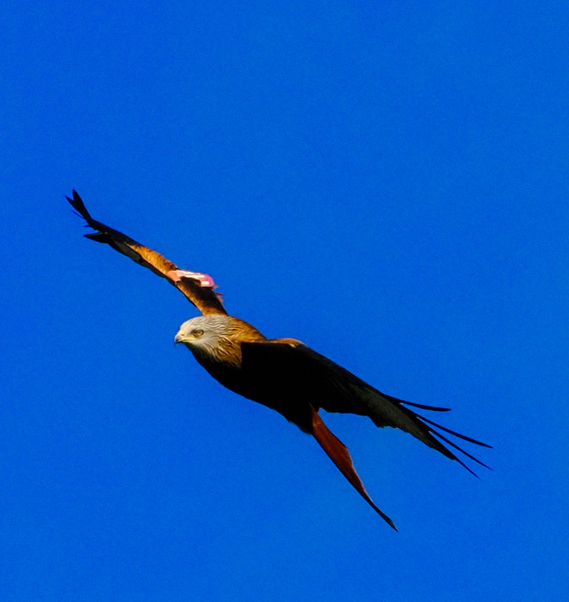 #RedKite @Gateshead #DerwentValleyCountryPark @RSPBEngland @Natures_Voice
#TwitterNatureCommunity @LouiseMesma @4monarosi #birdphotography