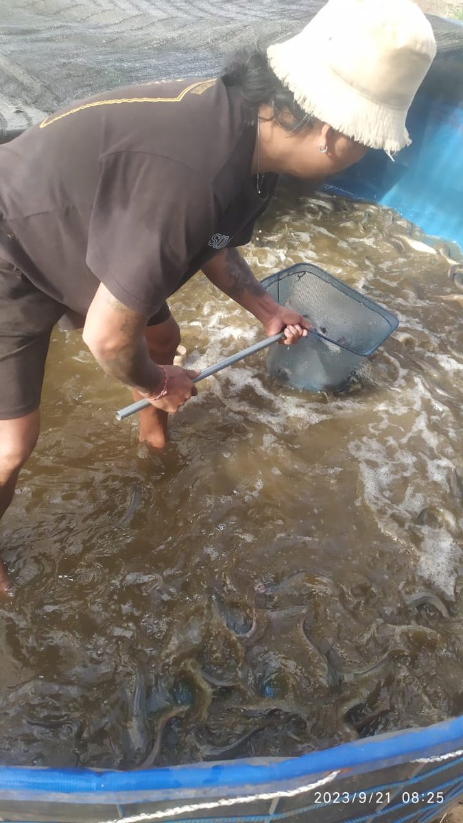 made_rastini's tweet photo. Rabo, 18/10/2023, jerorastini luhkan badung, mendampingi klp menerima kunjungan dari kepala dinas perikanan badung dan  pendataan produksi di pokdakan Mina Utama, panen 140 kg, jual harga rp. 21.000
#GiatluhkanSatminkalGondol
#puslatluhkp
#djpbkp
#dinasperikananbadung https://t.co/FT9eZh7z0N