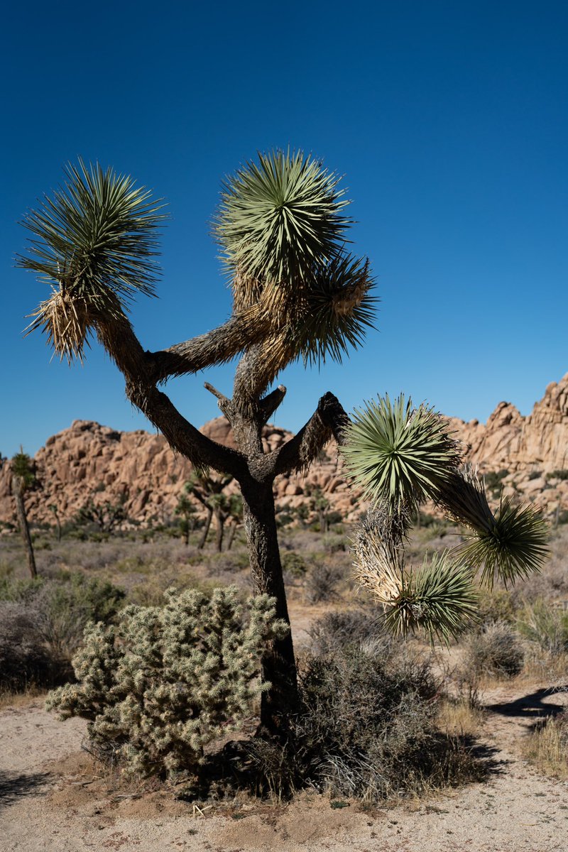RoamingKat's tweet image. Exploring Joshua Tree National Park, we visited the Chollas Garden cactus trees and Hidden Valley.