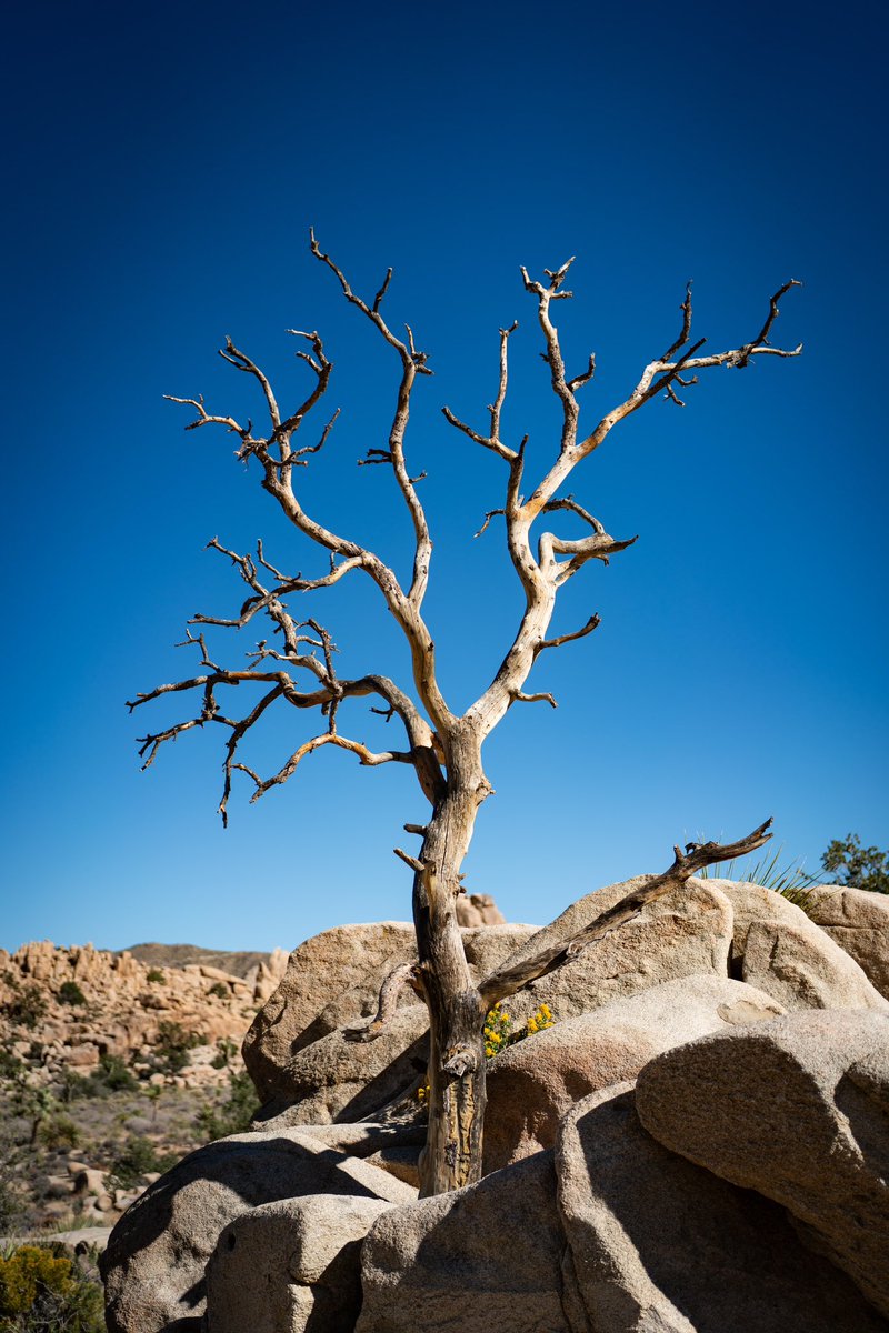 RoamingKat's tweet image. Exploring Joshua Tree National Park, we visited the Chollas Garden cactus trees and Hidden Valley.