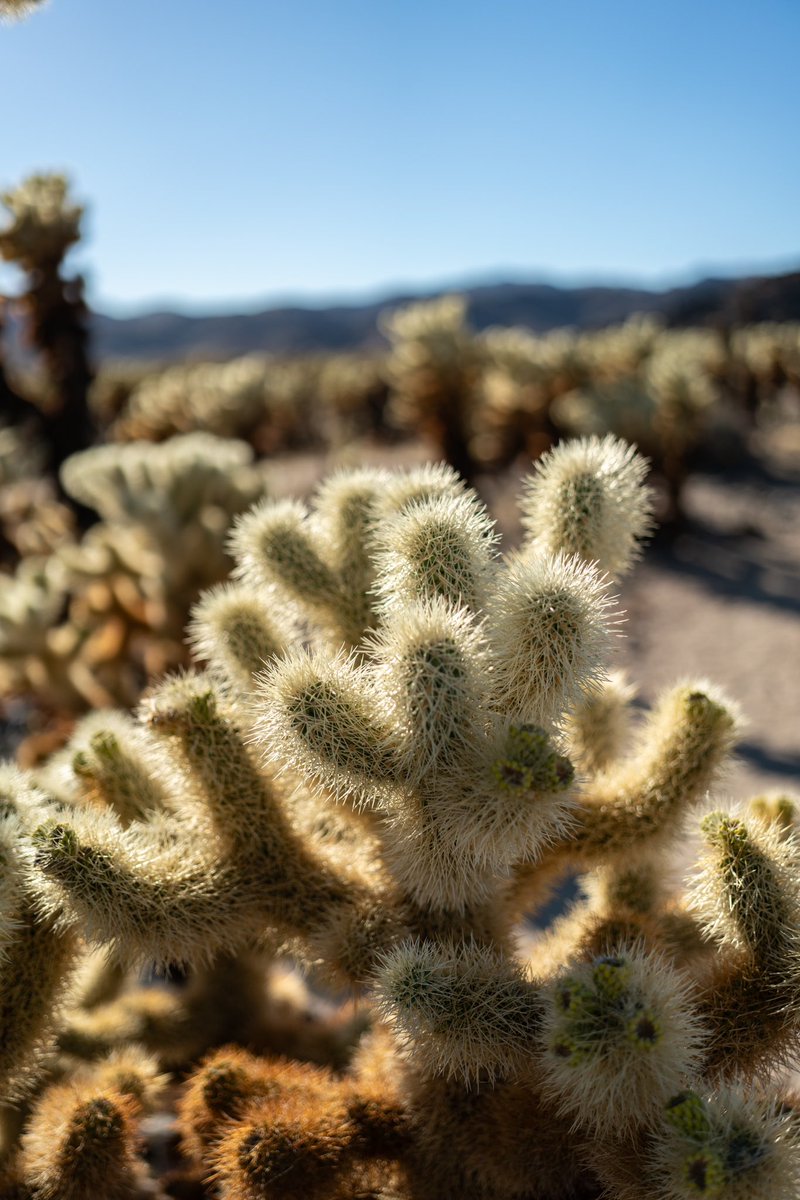 RoamingKat's tweet image. Exploring Joshua Tree National Park, we visited the Chollas Garden cactus trees and Hidden Valley.