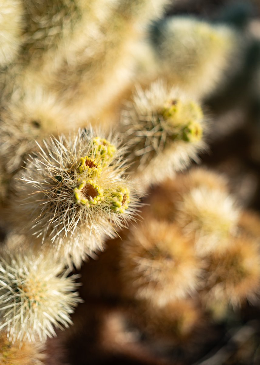 RoamingKat's tweet image. Exploring Joshua Tree National Park, we visited the Chollas Garden cactus trees and Hidden Valley.