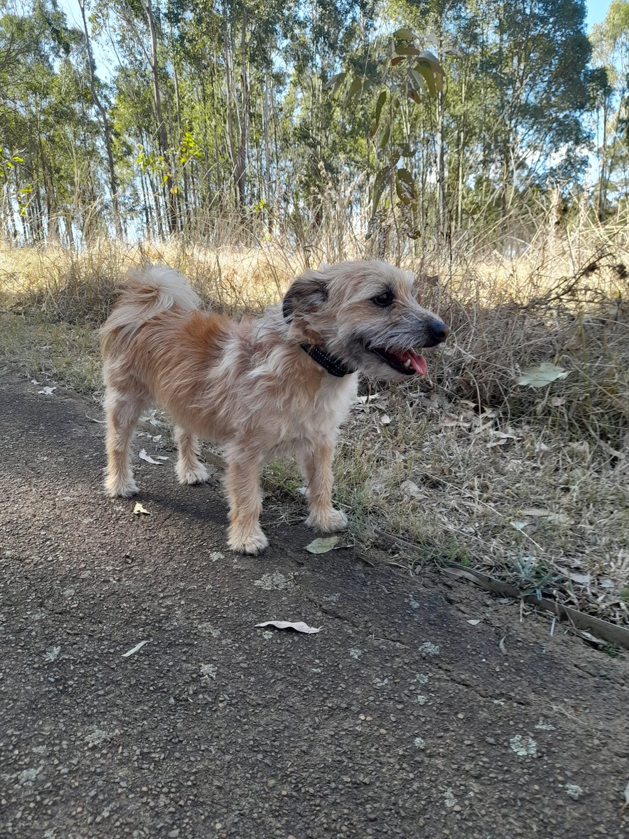 3DogsAust's tweet image. My little legs have me exploring Natural Bushland, while posing for my photo.  #nature #bushland #dogs