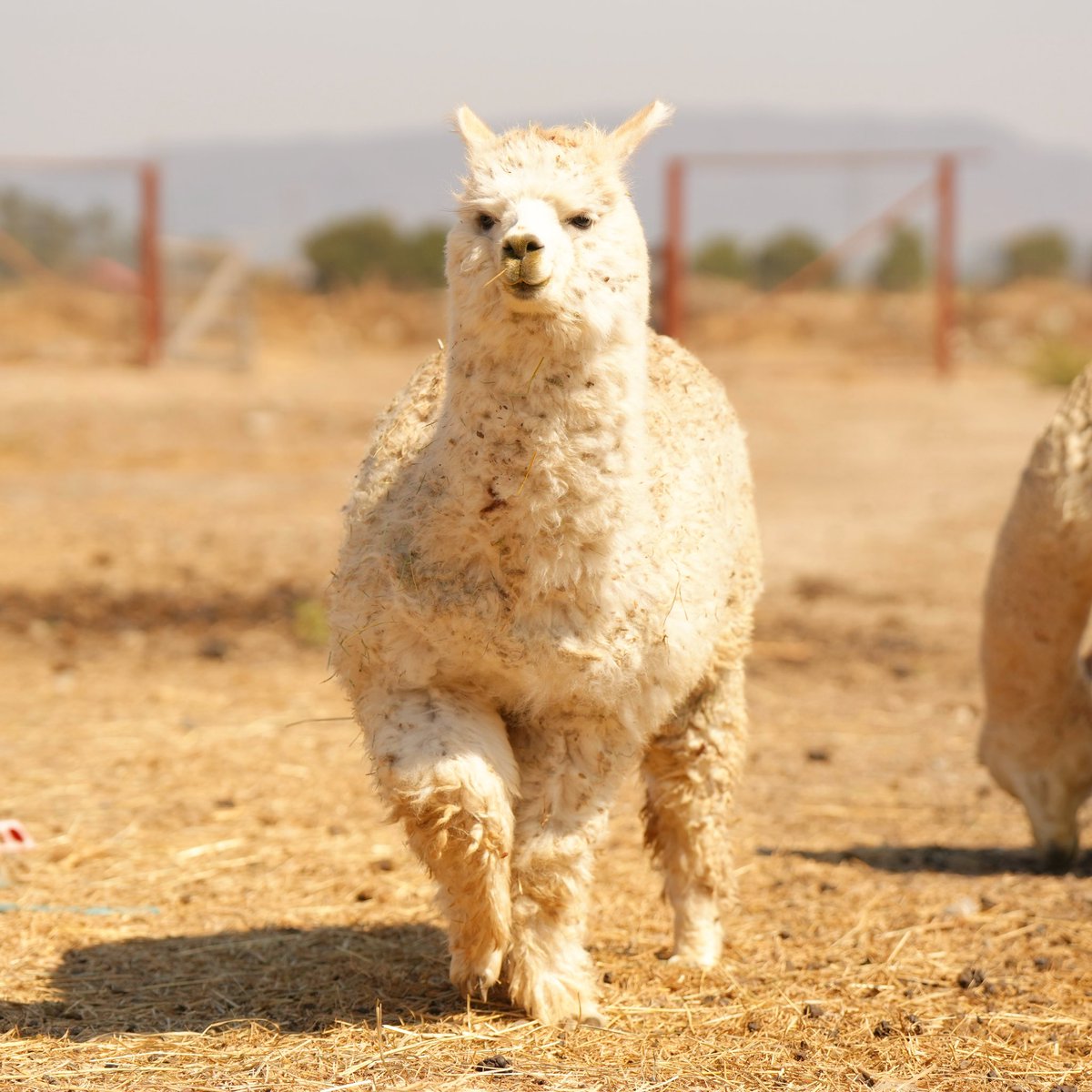 #alpaca #alpacas #アルパカ #animal #animals #動物 #alpacaranch #alpacafarm #farm #ranch #fluffy #life 
#sonoma #USA #california #northerncalifornia #アメリカ #カリフォルニア #unitedstates #ca #bayarea #lavendarbnbfarm #sonomacounty