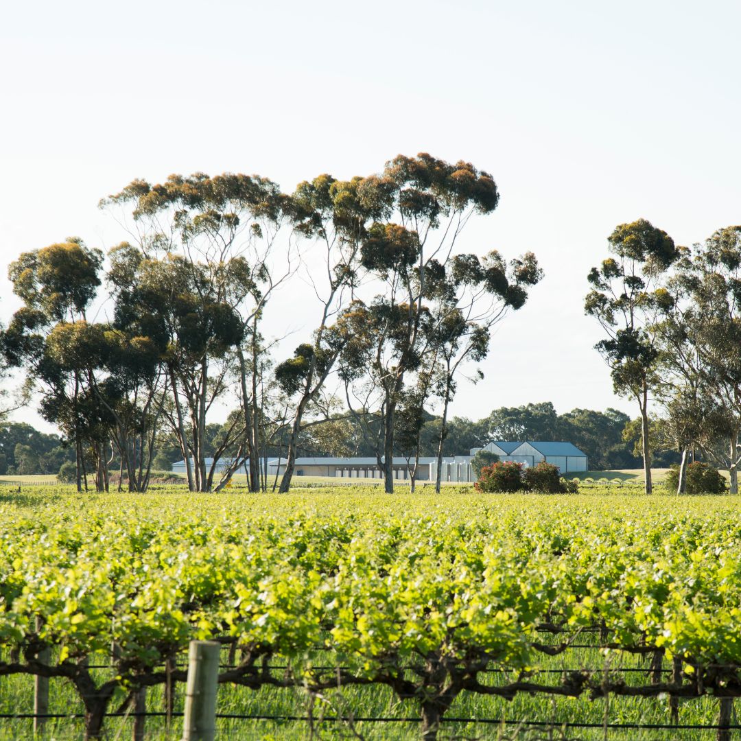 Celebrating the Jimmy Watson: The story behind Stonyfell Wines 🍷

In the heart of Langhorne, South Australia lies a vineyard with a story etched in time - a tale of legacy, passion, and a trophy that set the wheels of history in motion.

Discover their story 👉