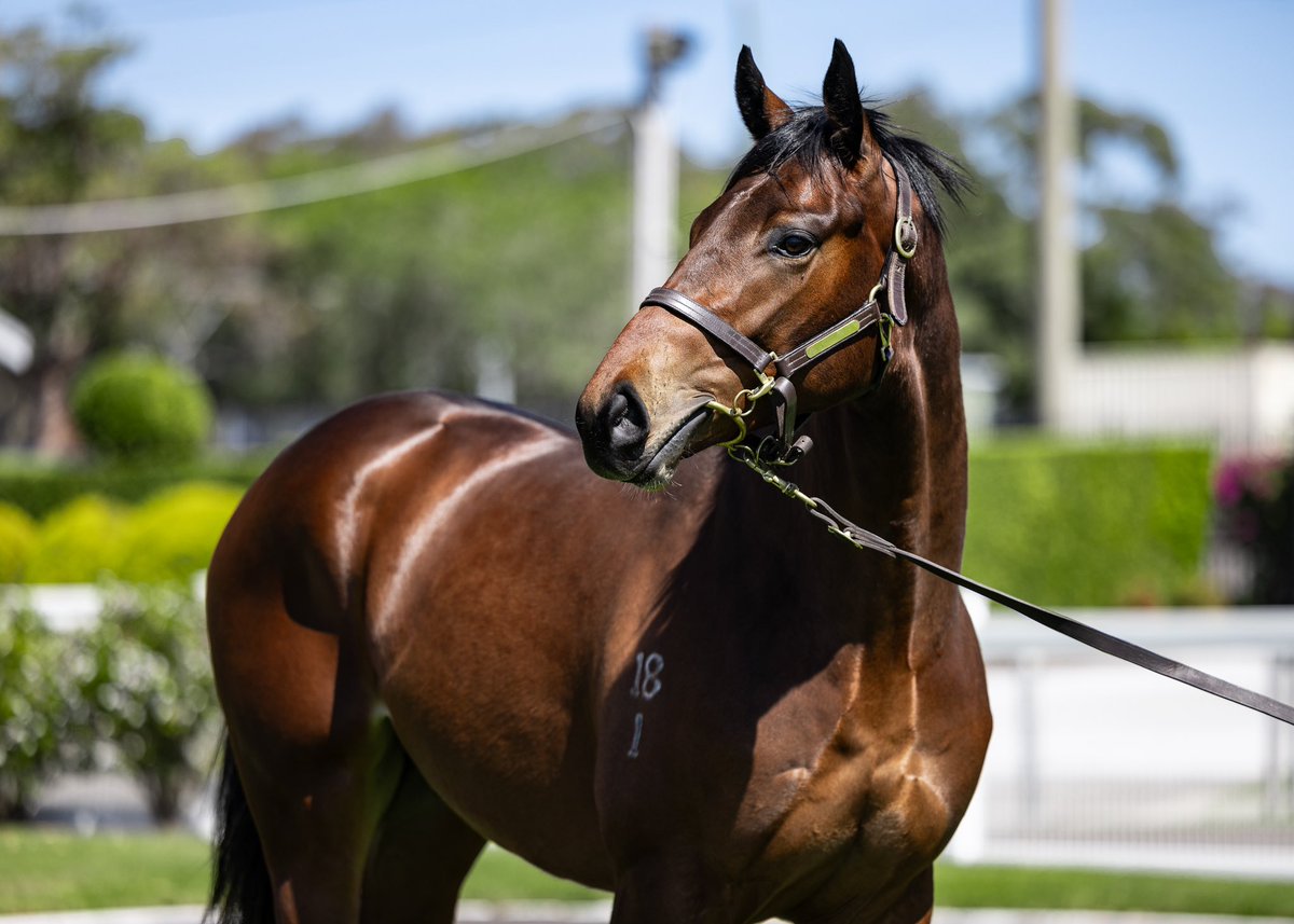 TivertonR2R's tweet photo. Tiverton Bloodstock bolstered its 2023-24 2YO racing ranks as we retained our DIVINE PROPHET x INVICTA MISS - I Am Invincible) Colt.

This colt is closely related to Sunset Express who produced the multiple Gr1 winner and powerhouse stallion SHAMUS AWARD. #magicmillions https://t.co/tBWpT5Y6Hm