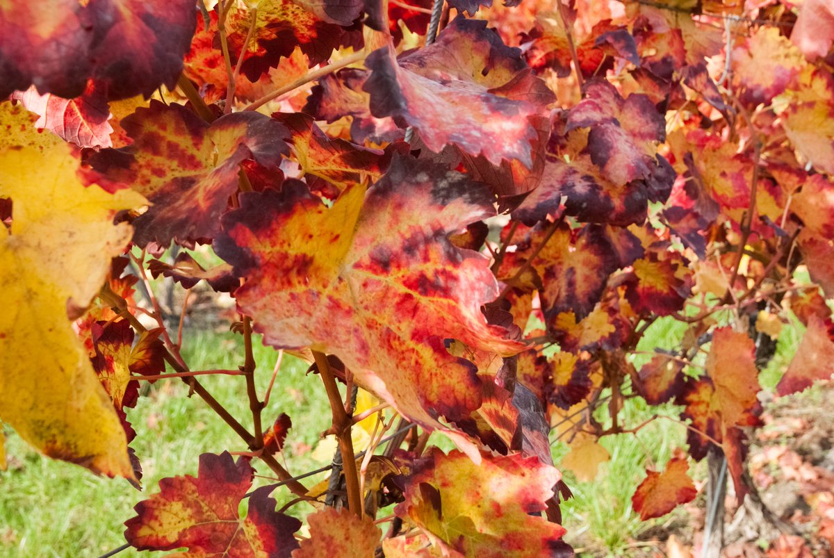 DWD_presse's tweet image. Heute startet im Wettermuseum Lindenberg das #Herbstferienprogramm! Noch bis zum 2.11. gibt es von MO bis DO einiges zu erleben: Experimentier-Shows, Familienführungen, Solarpark-Basteln &amp;amp; Ballonaufstieg beim DWD... 
Mehr Infos: ➡️wettermuseum.de

📸: Franziska Bär
/tg