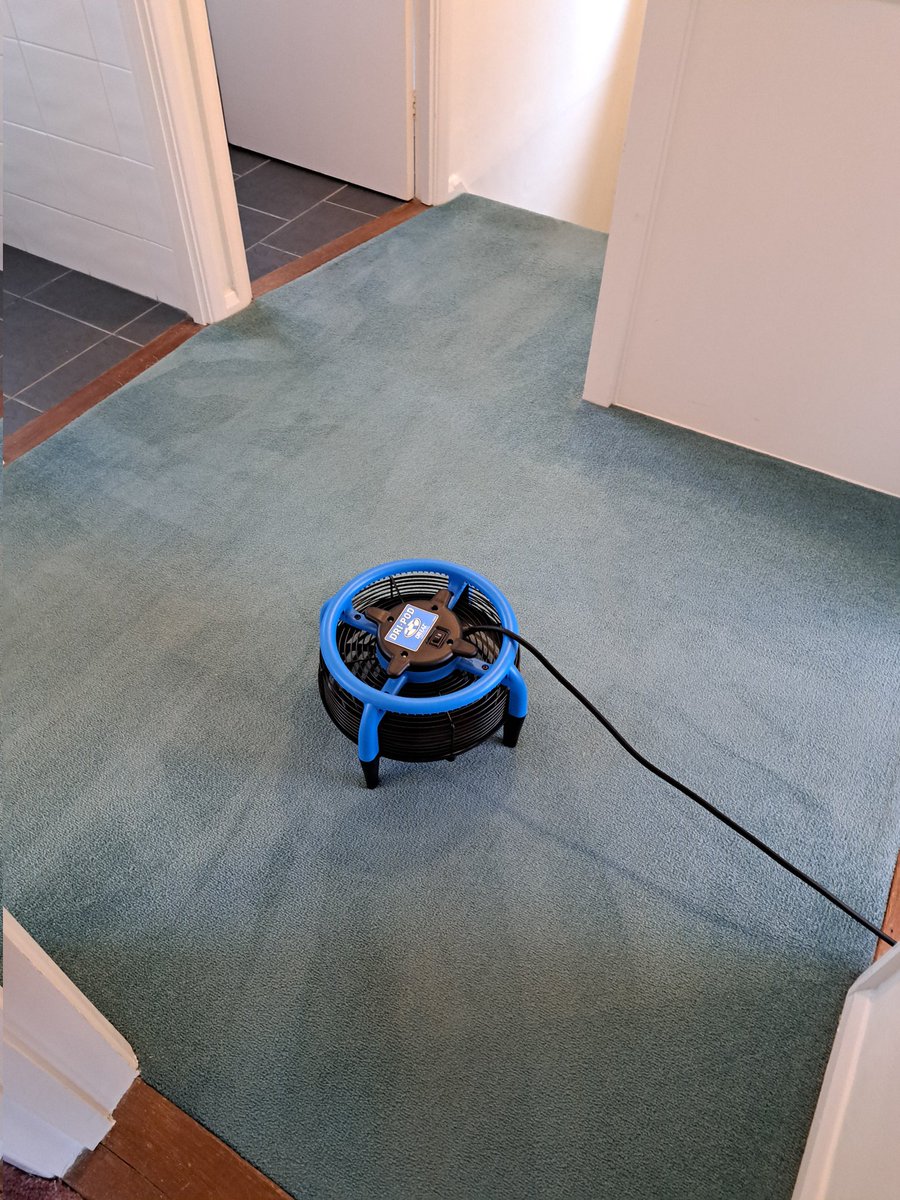 HorseyHelen2's tweet photo. @ProchemEurope  Very old carpets came up beautifully 😍 https://t.co/3LFVbZWBfX