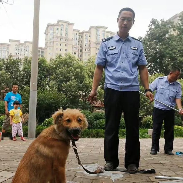 PhaedraXTeddy's tweet image. Big #ChineseDog&apos;s LAST picture
alive.
Large dogs are #NotALLOWED to LIVE
#October2023 💔
The world is silent.