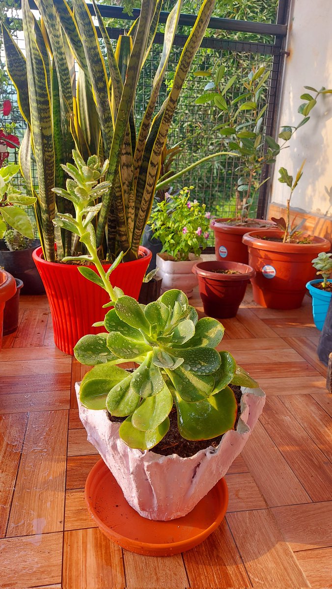 flowerLovers22's tweet photo. In the succulent symphony, Echeveria Green Spoon plays a unique note of elegance, a harmony of botanical beauty. https://t.co/SyRbOZELpF