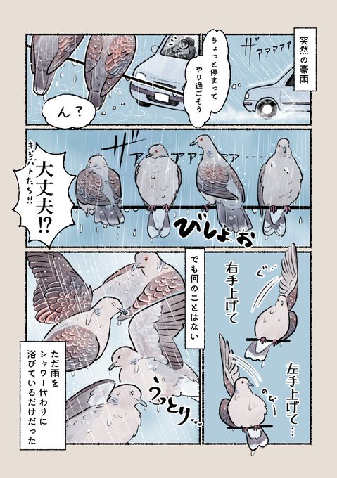 意外と知らない鳥の生活 「キジバトの水浴び」 雨を物ともせず気持ちよさそうに浴びます。