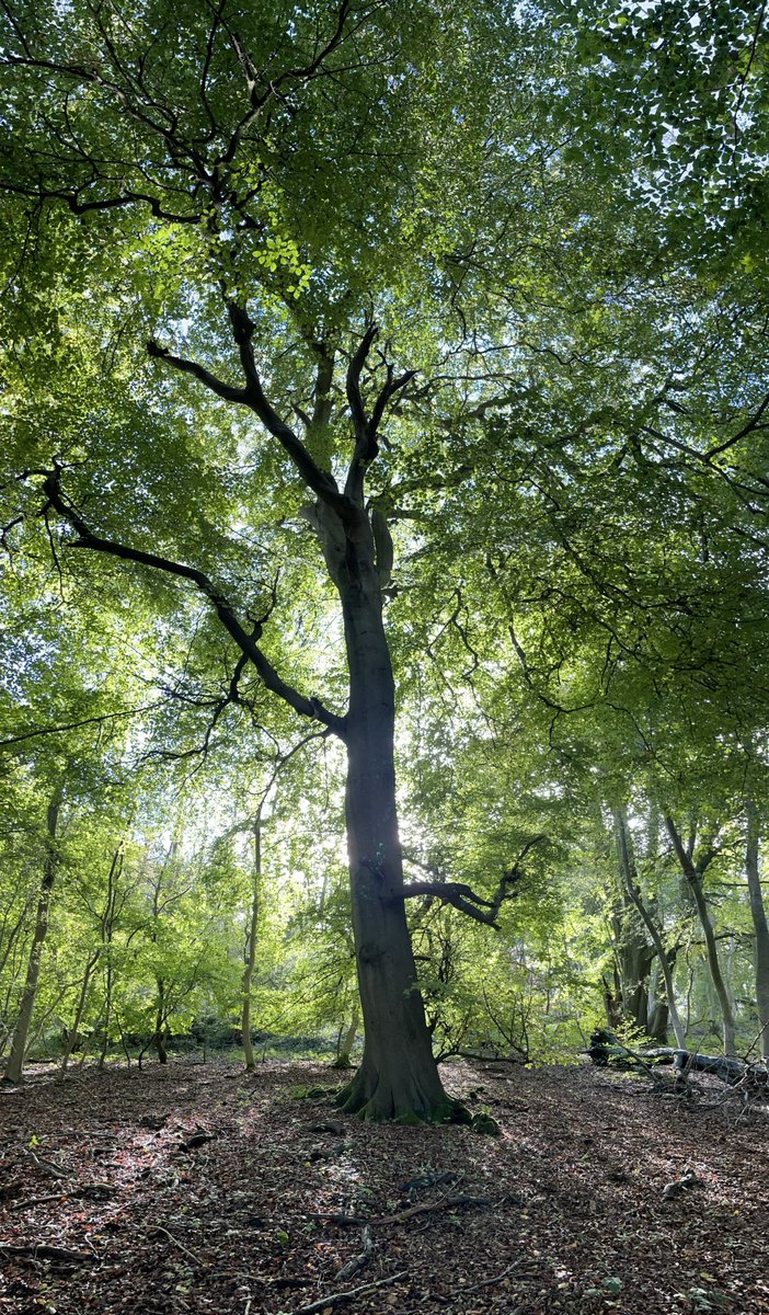 Chiltern tree from yesterday ‘s walk