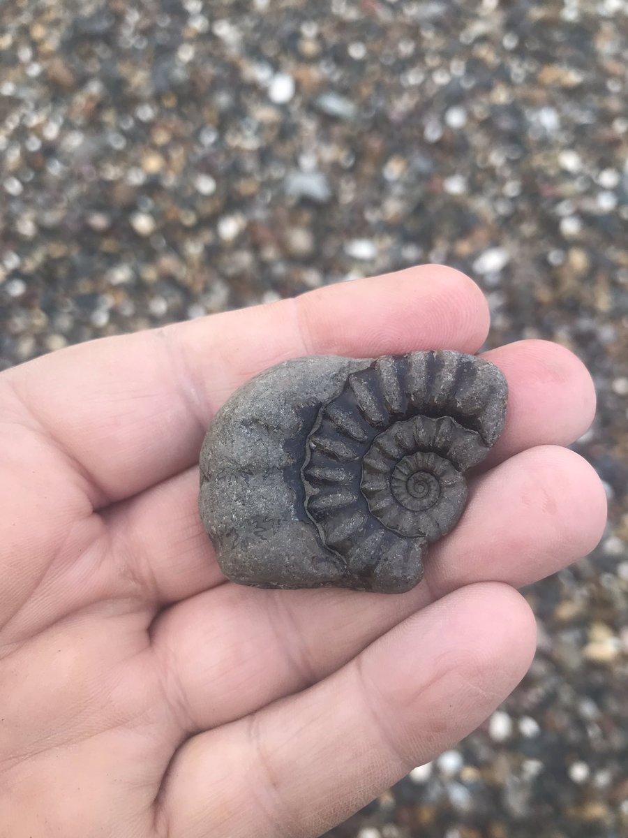 Beach Finds #296
#OutNewton