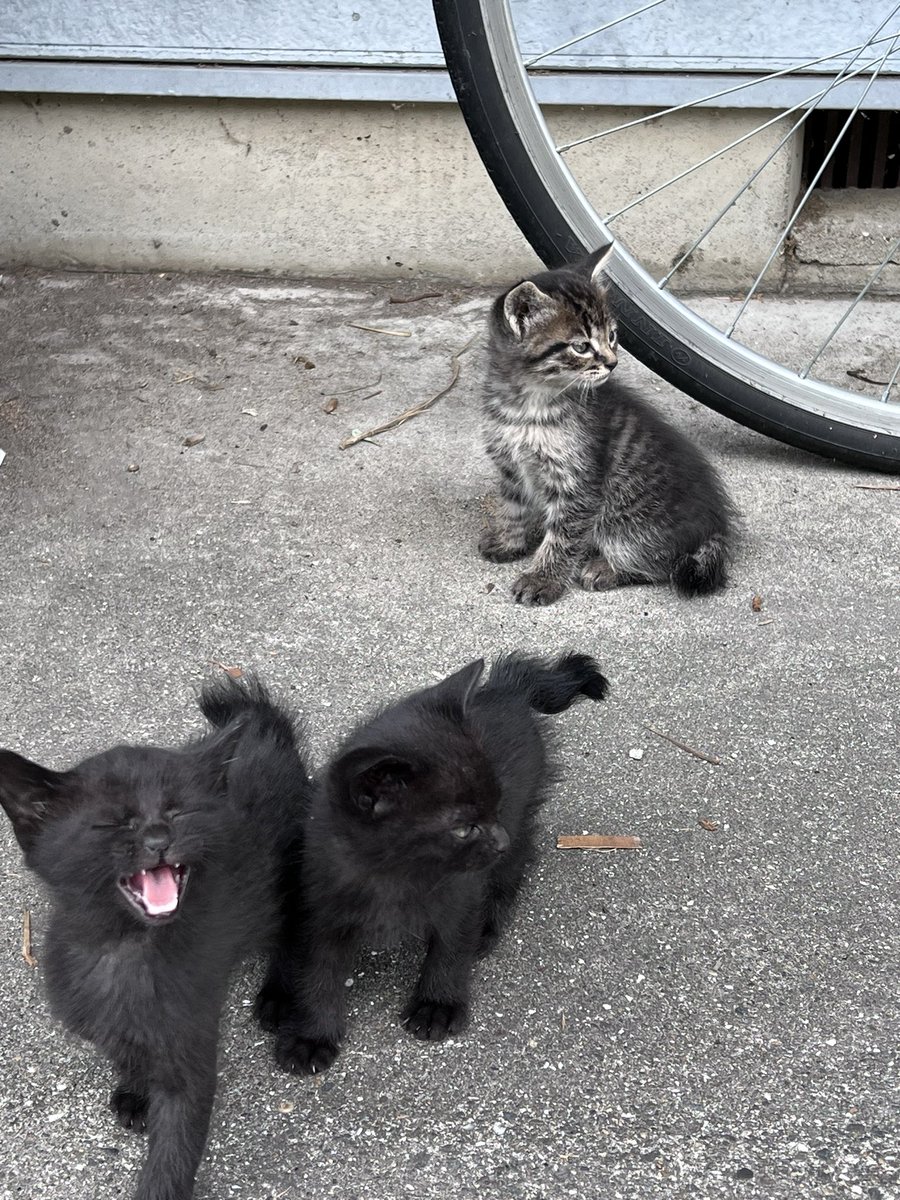 hikokumin_com's tweet photo. 子猫の里親さんを募集しております。
人懐っこい5匹の赤ちゃんがいます。
飼える方がいらっしゃいましたらご連絡いただきたいです。
ご協力宜しくお願い致します。
#拡散希望 #里親募集 #猫好き https://t.co/alBJjcrEQK