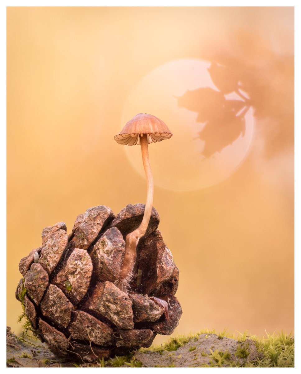 'MYCENA ON PINE CONE' I spent much of my birthday this weekend sat on the forest floor in Dorset taking pictures of fungi, including this mycena on a pine cone from Wareham Forest. #WexMondays #fsprintmonday #fungi