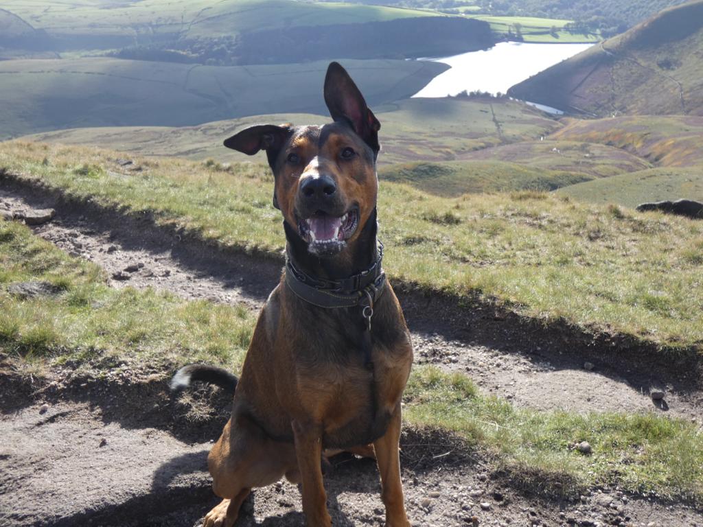 Dexterpup2's tweet photo. Hoodad and hoomum took me to the peak District yesterday on an adventure. I was a good boy. We stated by the water and climbed tight up the mountain. I luvved it 🐾 https://t.co/auOeeXTdES