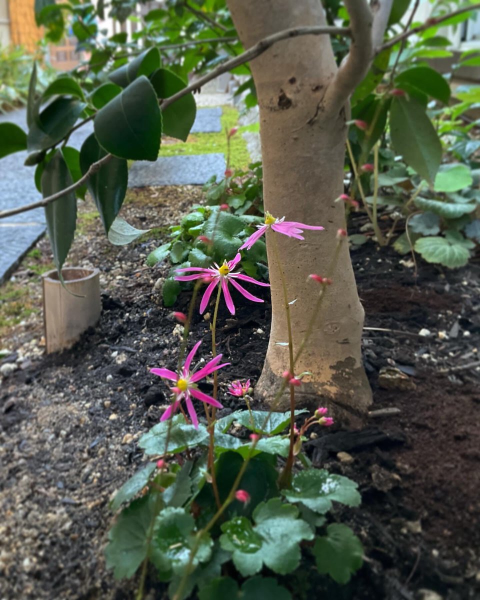 好んで白い花が多い庭に
赤い水引草と大文字草が　
笑っています。
白の水引草は大盛況
白い大文字草は出遅れて
薮椿はたっくさんの蕾をつけている
秋

#大文字草の花 
#水引草の花 
#旅館松前
#asartscene