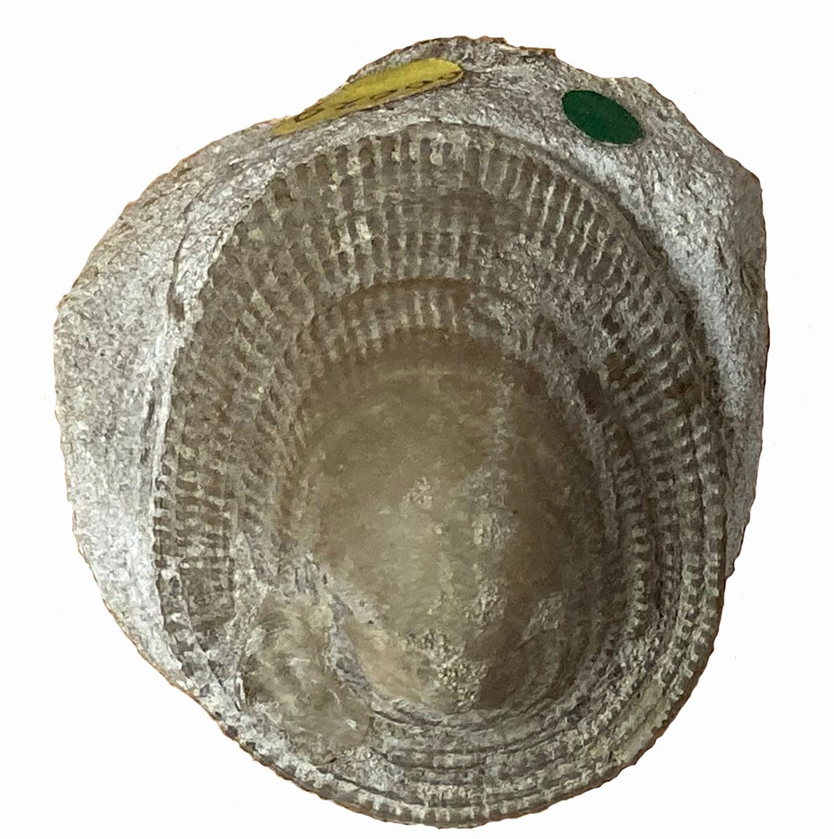 #MolluscMonday A Jurassic limpet, Symmetrocapulus tessoni from the Great Oolite of Minchinhampton, Gloucestershire.