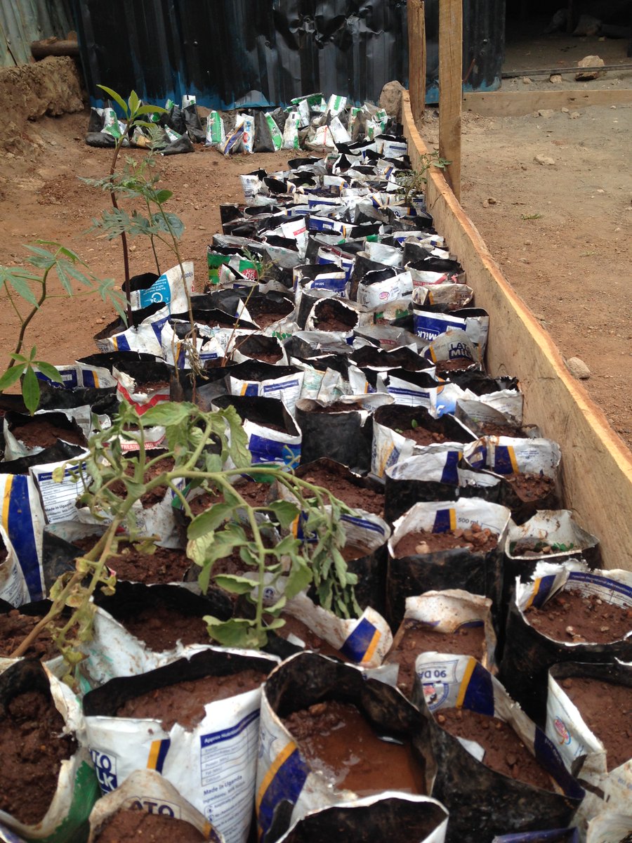 Road to 10,000 fruit tree seedlings. We are making use of milk poaches collected from the RIVER, towards setting up tree nurseries. Lets clean our river ecosystem, relieve it from filth.
#recycleforwater