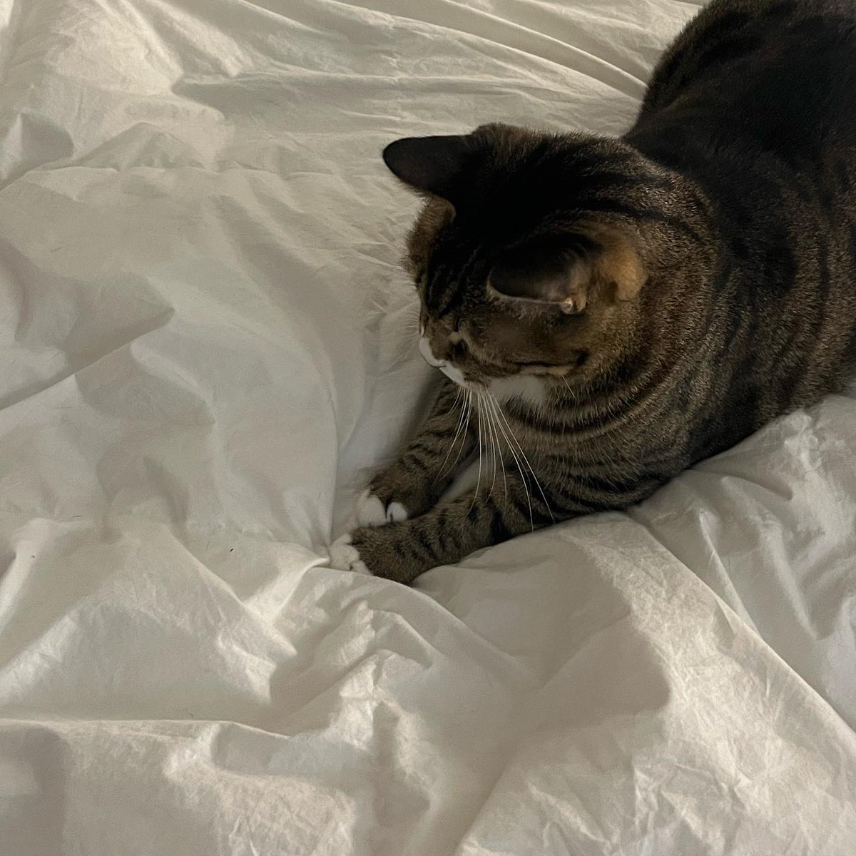 zero_o___clock's tweet image. 꺼내자 마자 머피가 뒹굴고 있네요. 특유의 바스락거리는 촉감이 좋은 것 같아요. 

대표님이 명절 선물로 구스이불을 주셨는데
제로어클락에 입사하길 잘했어요.

#직원후기 #구스이불 #침실꾸미기