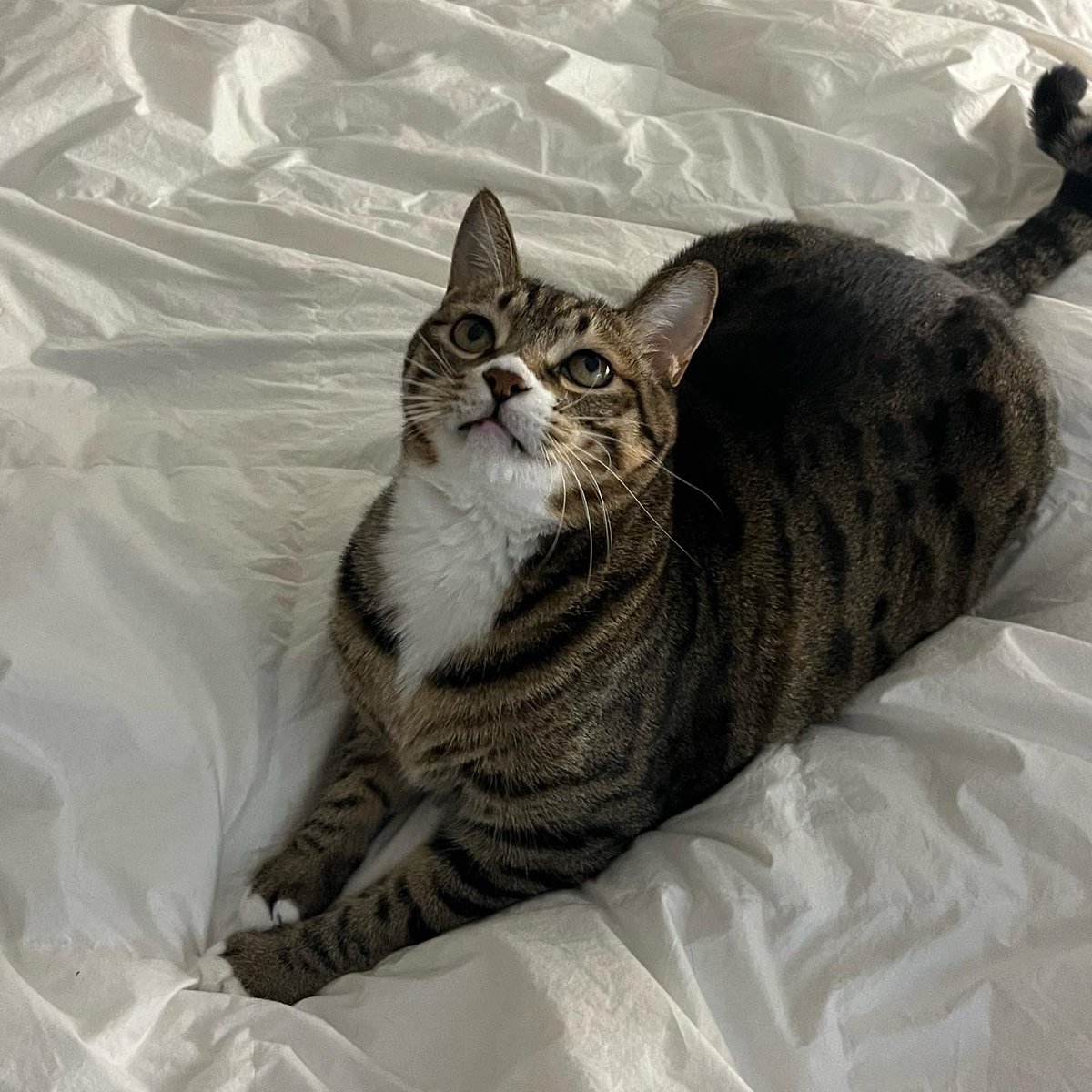 zero_o___clock's tweet image. 꺼내자 마자 머피가 뒹굴고 있네요. 특유의 바스락거리는 촉감이 좋은 것 같아요. 

대표님이 명절 선물로 구스이불을 주셨는데
제로어클락에 입사하길 잘했어요.

#직원후기 #구스이불 #침실꾸미기