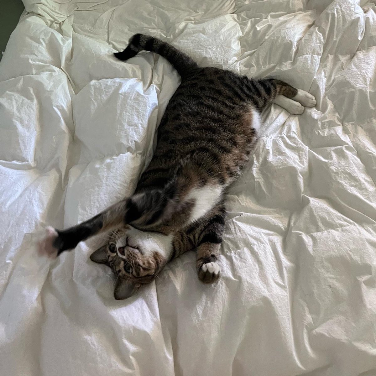 zero_o___clock's tweet image. 꺼내자 마자 머피가 뒹굴고 있네요. 특유의 바스락거리는 촉감이 좋은 것 같아요. 

대표님이 명절 선물로 구스이불을 주셨는데
제로어클락에 입사하길 잘했어요.

#직원후기 #구스이불 #침실꾸미기