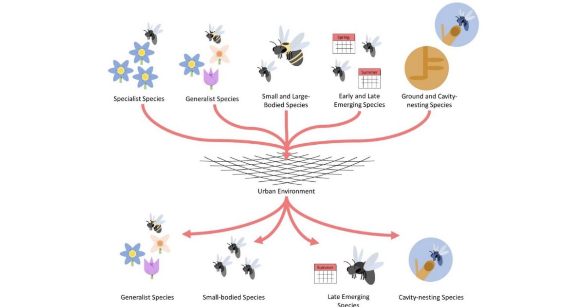 MDPIOpenAccess's tweet image. Paper published in @Insects_MDPI (ISSN 2075-4450) summarises the current literature and trends in pollinator response to urban landscape and local features.

Access the paper👇brnw.ch/21wDLfY

#pollinatorhealth #pollinators