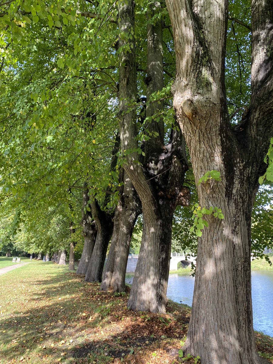 HelenParusel's tweet image. Good morning! Just sent off the copy edits to book 2 and feeling happy how it’s shaped up 🥰 . And for no particular reason here is a pic of a row of protected linden trees planted in 1760 in the local park ❤️ #writingcomnunity #booktwitter #trees #monday