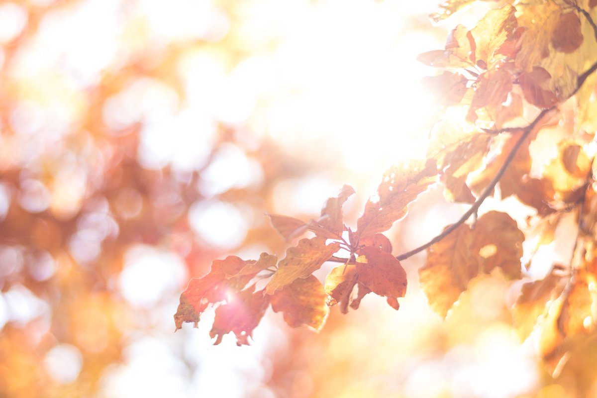 Gmgm frens!!
Happy Monday! 🧡💛

Autumn is here! 🍂
Go and collect it! ⬇️

Also, show me your best autumn photos in the comments! 🤩