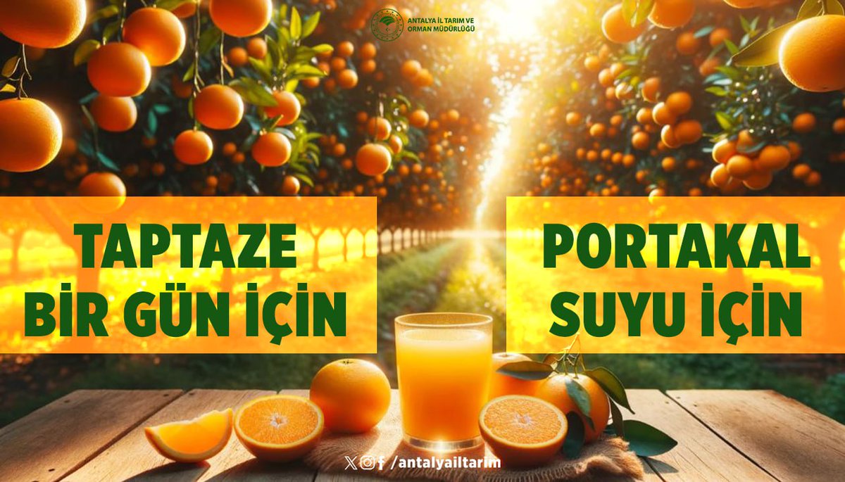 Antalya'mızın çalışkan çiftçilerinin sizler için ürettiği Portakalı her gün sağlıkla ve afiyetle tüketebilirsiniz. #PortakalSağlıktır 

#GelecekTarımda 
#TarımAntalyada

<a href="/ibrahimyumakli/">İbrahim Yumaklı</a>
<a href="/FratErkal/">Fırat Erkal</a>