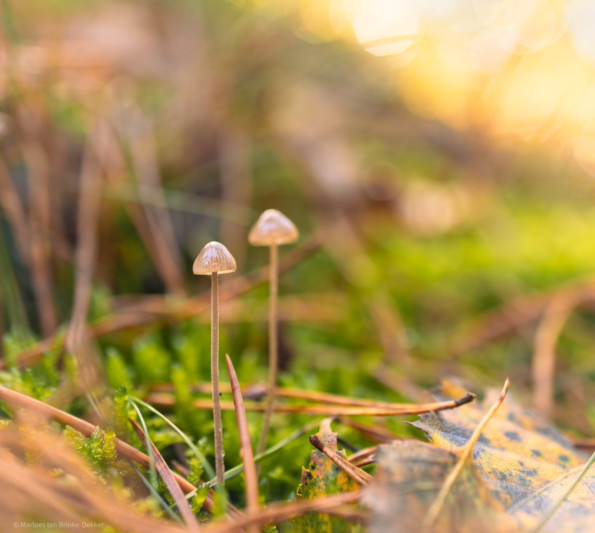 Herfst! M’n favoriete seizoen…  
#canonphotography #autumn #natuurfotografie