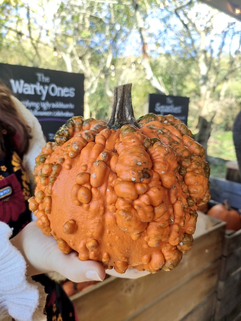bitsnbirds's tweet photo. Yesterday was a very wholesome Sunday 🎃 @Priory_Farm https://t.co/aoPhQ8anxM