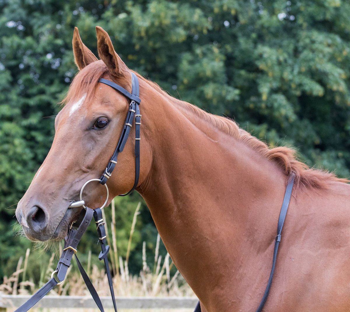 One runner today. Show Compassion heads to @WolvesRaces tonight with @FMcmanoman riding. Good luck to connections.