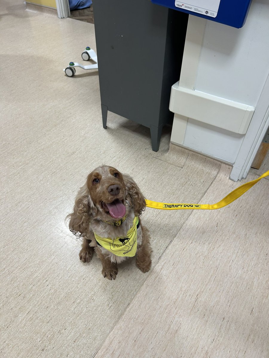 Today we had Amber the service dog visit the patients on RH4. The feedback from the staff is they love to have the service dogs visits and looking at Amber .. who wouldn’t 🐶. Thank you Amber and her handler, Donna.