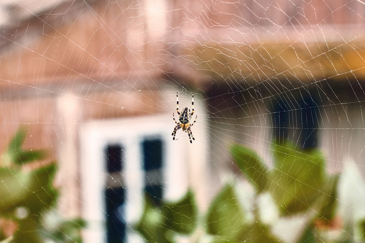 Spiders are spooky in any season. 
Click on the link below and find out why it's so vital to protect your home from creepy pests.
#trustdale #dalecardwell #pestcontrol #housespiders 
utm.io/uf5H5
