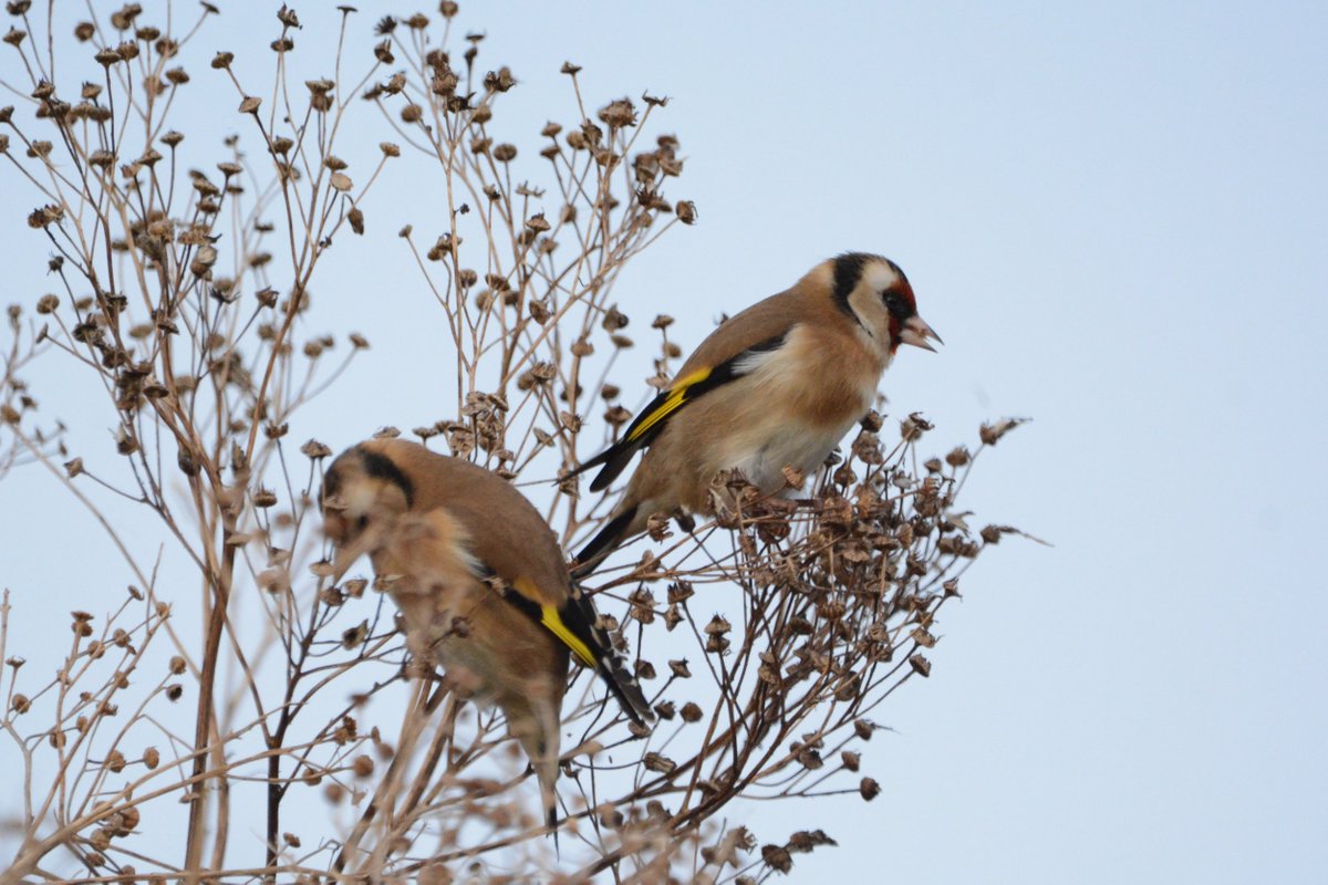 PeterBlanche23's tweet photo. Small Birds from Sandwich Bay - A Firecrest from Friday and a Stonechat, Goldfinches and a Goldcrest from today. https://t.co/EWfIWGjPnC
