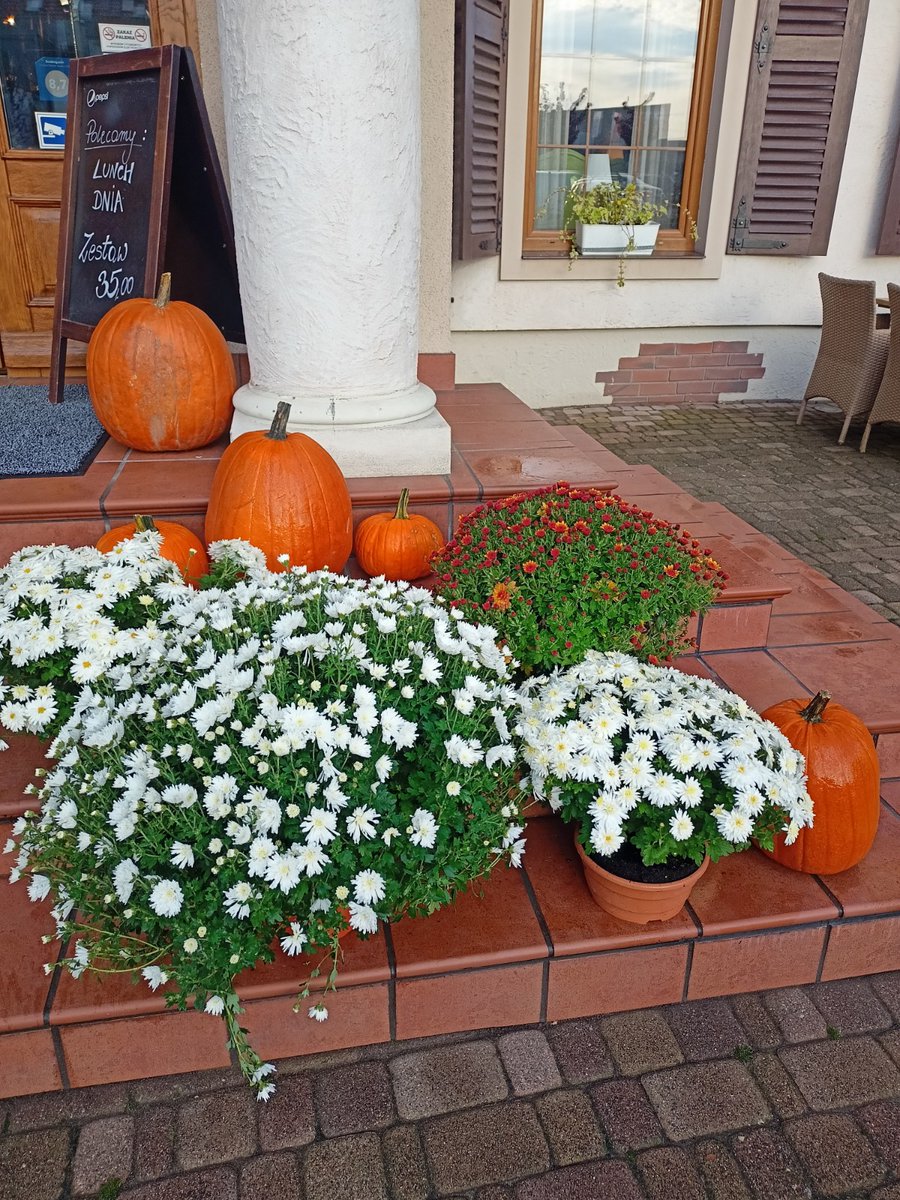 Chrysanthemus displayed with pumpkins at Gościniec Sucholeski 🌼🌼💛🧡😀🎃🎃